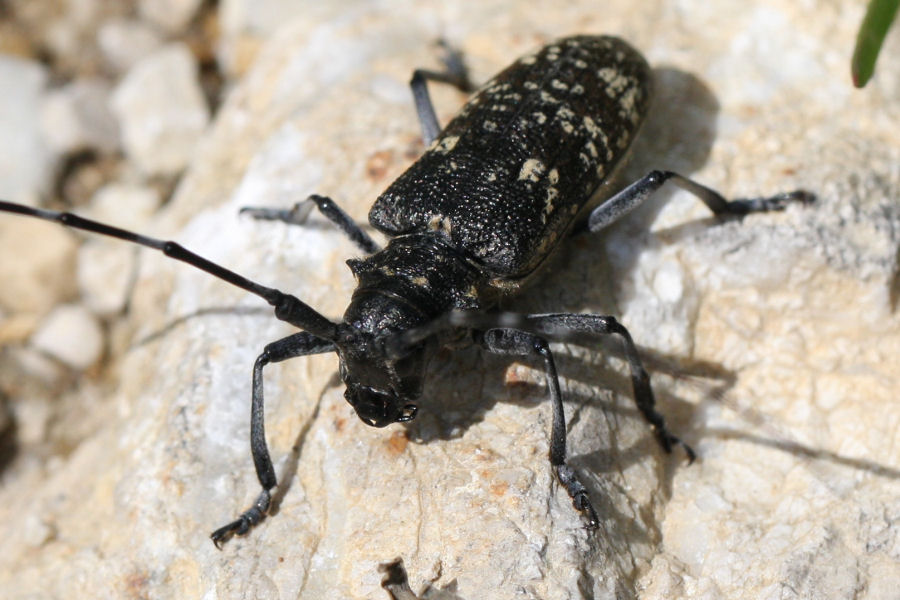 Monochamus sartor e sutor svizzeri